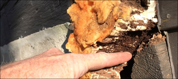  Bat Cave,  North Carolina Log Home With Water Damage